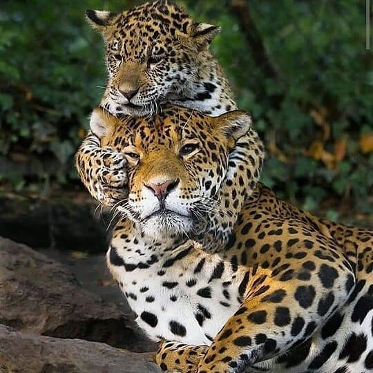 The Jaguar is one of the national animals of Guyana. | Guyana View