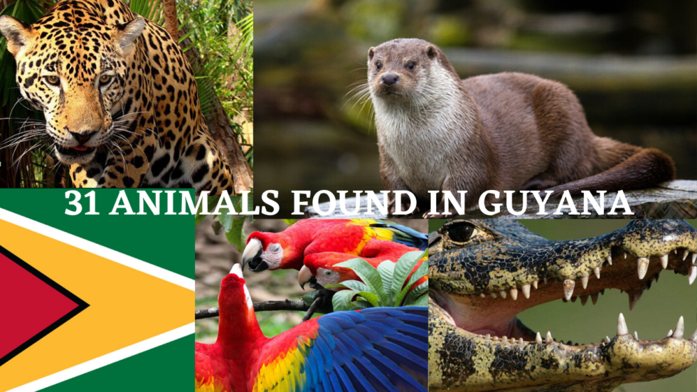 31-animals-found-in-guyana-guyana-view