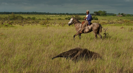 Seven of the world’s largest animals found in Guyana